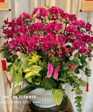 Hồng Phúc Vạn Lộc